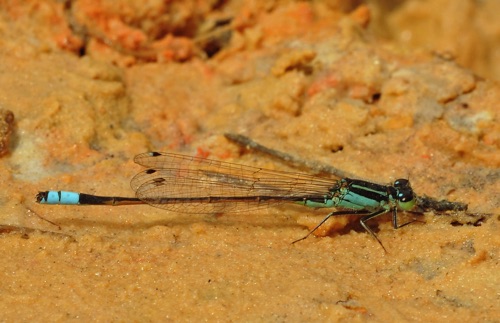 Male
2013_04_01_Charlton